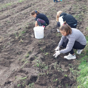 Marta, Kamila i Zosia na wykopkach 