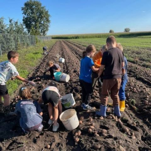 polu, zbieranie ziemniaków przez uczniów