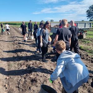 Wykopki na polu, zbieranie ziemniaków przez uczniów