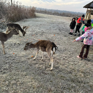 Dzieci karmią sarny i daniele