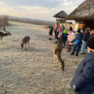 Dzieci karmią sarny i daniele