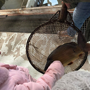 Dzieci podziwiają ryby wyłowione ze stawu 